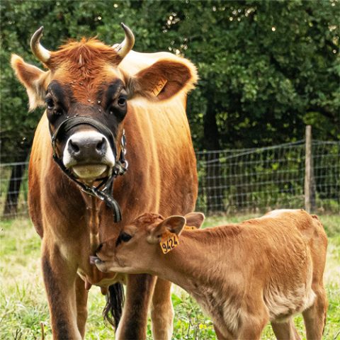 Accueil-Vache-Ferme-destraous