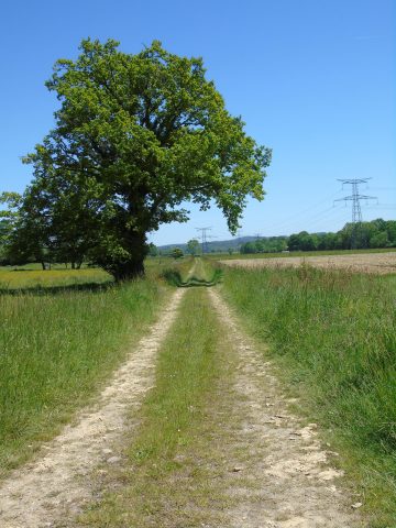 Dans-le-Piemont-Pyreneen—Chemin—-Balesta-Comminges-Pyrenees-2