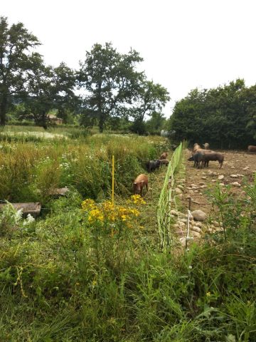 viande–la-ferme-des-hauts-coteaux–Saint-Plancard–5-